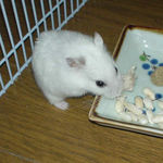 蒸し鶏ささみを食べるアイ