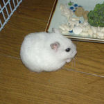 コメコメポップを食べてるアイ