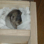 眠りだしてしまいました