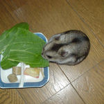 青梗菜を食べるユウキ