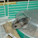 砂浴び中ののんちゃん