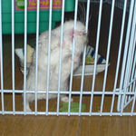 アイが行ってしまいサークルカジカジ中ののんちゃん