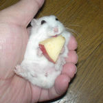 りんごににっこり