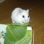 カメラ目線で青梗菜