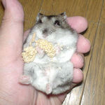 臭腺が濡れています