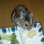 男前豆腐を食べるのんちゃん