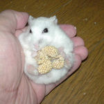 まだまだ、食べてます