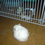 お互い食べ物に夢中で気にしてません