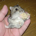 腹出し食いののんちゃん