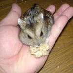 腹出し食いが続かないのんちゃんです