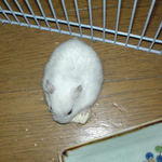 アイも男前豆腐を食べています