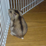 サークル内をウロウロしているユウキ