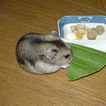 青梗菜を食べるユウキ