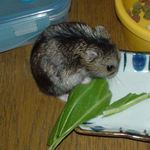 青梗菜を齧るのんちゃん