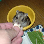 ちびっこクロワッサンに齧りつくのんちゃん