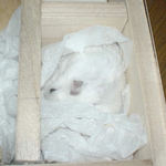 必死で毛づくろい中のアイ