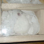 居眠りしだしました