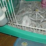 のんちゃんのケージに逃げ込んでしまったアイ