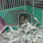 のんちゃんは砂場で毛づくろい