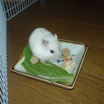 エサを食べてると落ち着きます