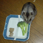 ブロッコリーに齧りつくユウキ