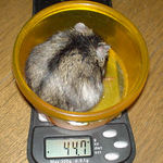 のんちゃんも体重測定