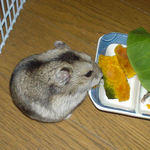 かぼちゃを食べるユウキ