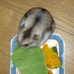 青梗菜を食べているユウキ