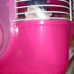 ケージカジカジ中のアイ