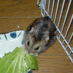 青梗菜を食べるのんちゃん