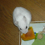 かぼちゃを食べてるアイ