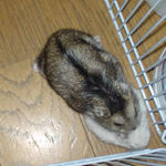 のんちゃん、がんばってます