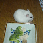 豆腐を食べているアイ