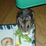 豆腐を食べるのんちゃん