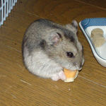 ハム用チーズを食べるユウキ