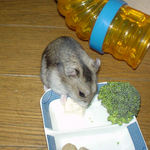 豆腐を食べるユウキ