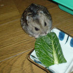 小松菜を食べるのんちゃん