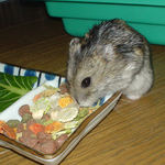 ぱりぱりサラダを選んでるのんちゃん