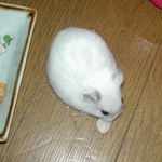 蒸し鶏ささみを食べるアイ