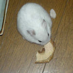 アップルスライスに齧りつくアイ