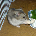 蒸し鶏ささみを食べるユウキ