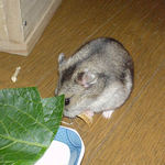 アップルスライスに悪戦苦闘中