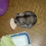 乾燥りんごチップを食べるユウキ