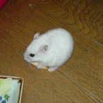 乾燥りんごチップを食べるアイ