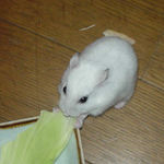 キャベツを食べるアイ