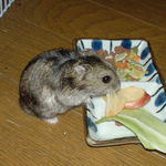 乾燥りんごチップはおいしいです。