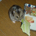 キャベツは大好物