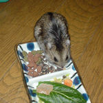 蕎麦の実に食いつくのんちゃん