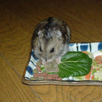 好評のカンテンベジタブル