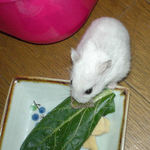 カンテンベジタブルを食べるアイ